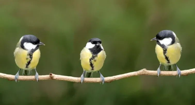 Three birds on a branch